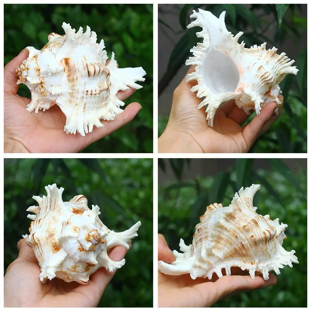 Natürliche Große Muscheln Korallen Meer Schnecke Fisch Geschenk Ornament 