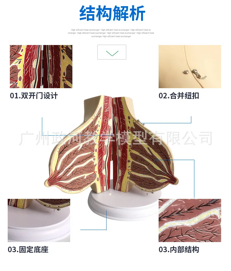 Human Lactation Female Breast Anatomy Model Chest Breast Anatomy  Gynecological Teaching Specimen - Medical Science - AliExpress