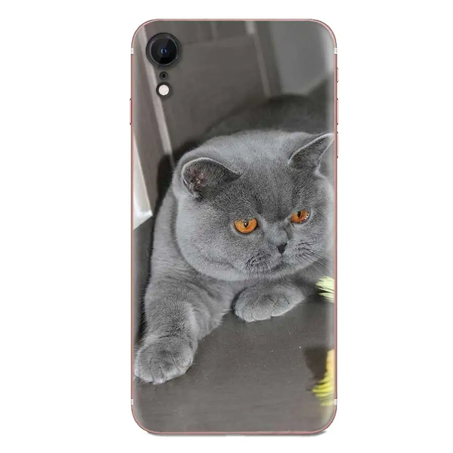 Британский короткошерстный чехол из ТПУ для huawei Honor mate Nova Note 20 20s 30 5 5I 5T 7C 8A 8X9X10 Pro Lite Play - Цвет: as picture