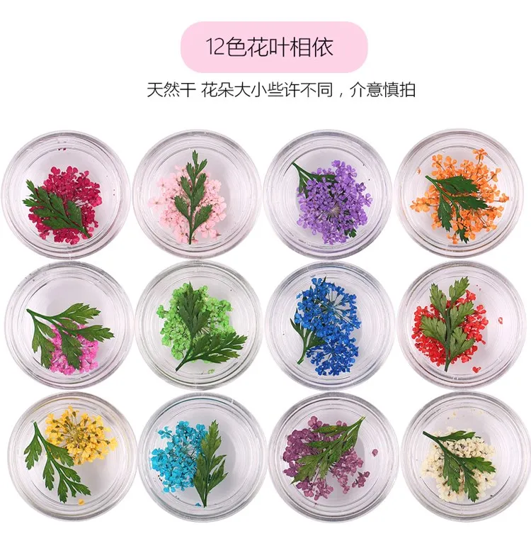 Сушеные цветы смешивания ногтей 12 цветов 2,5-3 см Minoan кружева натуральные высушенные цветы прессованные цветы Живой Цветок в сушке ногтей стикер