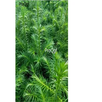 

Ngryise 500Pcs A Set Cunninghamia lanceolata