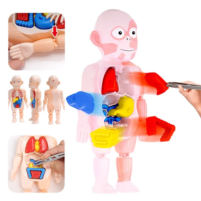 Plastic Human Body Puzzle for Kids Boy Anatomy Play Set Educational DIY Organ Medical Teach Tool 3D Human Body Torso Model Toys 3