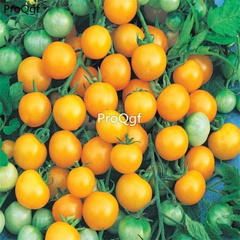 

Ngryise 6000Pcs A Set Honeybee Hybrid Tomato