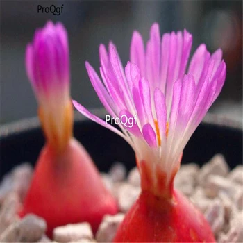 

Ngryise 3000Pcs Purple Flower Raw Stone Flower