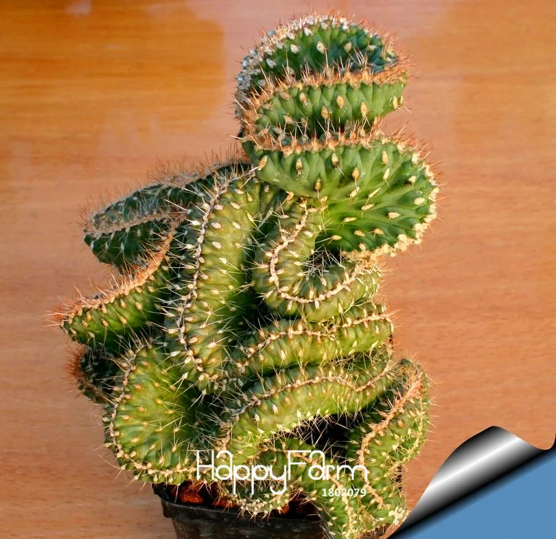 Горячая! 100 plantas/Lot Мини кактус Плант(астрофитиум) суккуленты растения бонсай DIY для домашнего сада Редкие Цветочные Флорес,# PN6RHB