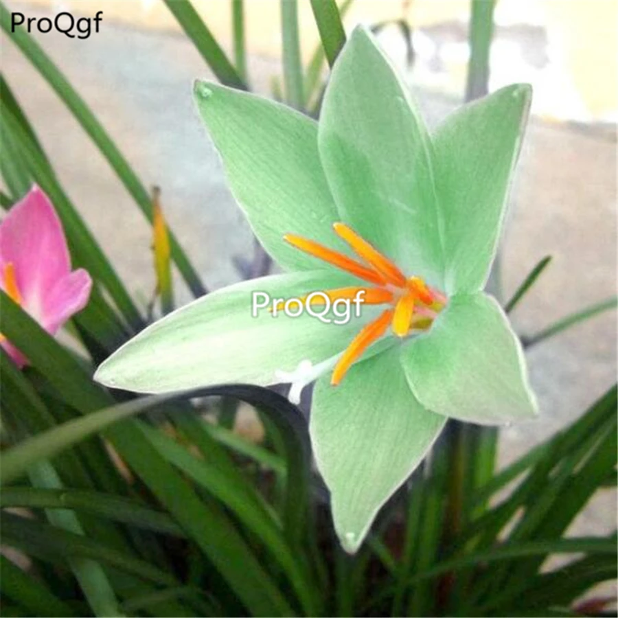 

Prodgf 10Pcs A Set Zephyranthes candida Bulb