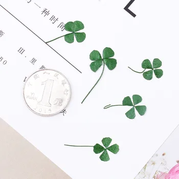 

12PCS Nature Real Touch Flower Petals Pressed Four Leaf Clover for DIY Candle Craft Bookmark Gift Card