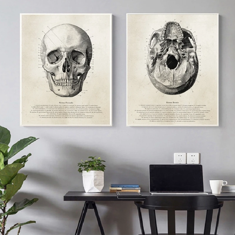 Human Anatomy Print Office Decor