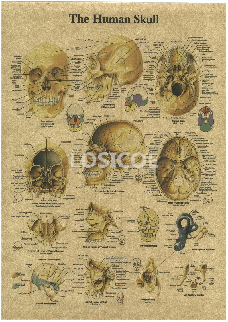 Vintage Medicine Human anatomy Posters Kraft Paper Painting Wall Sticker Print Art Hospital Classrooms Interior Decoration A10 | Дом и сад