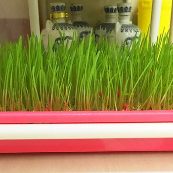 

Sprouter Nursery Tray Double-layer Soilless Culture Beans Hydroponic Nursery Tray Hidroponia Seedling Tray Garden Supplies