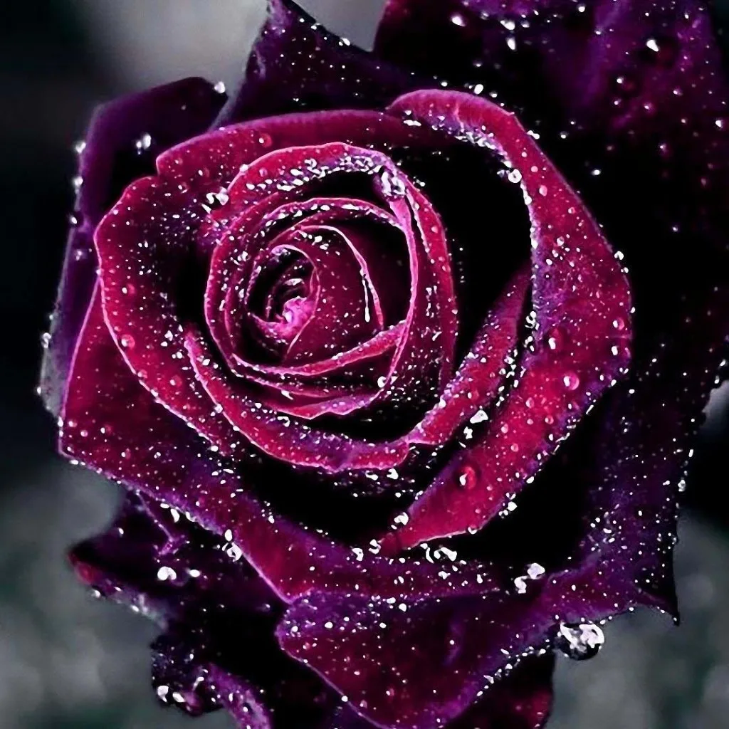JMINE Div 5D Purple Rose Flowers Full Diamond Painting cross stitch kits art High Quality Floral 3D paint by diamonds | Дом и сад