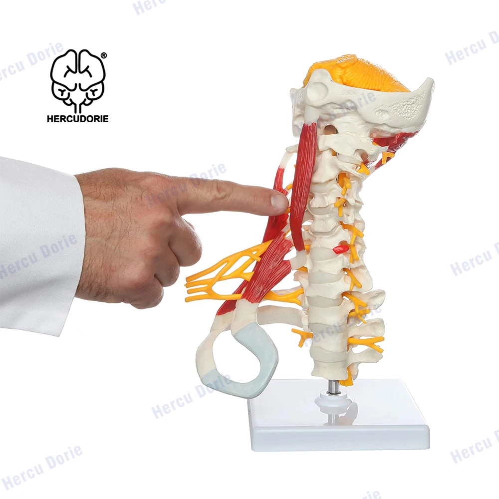 humano réplica de vértebras cervicais musculadas para