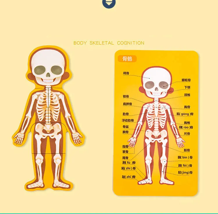 Обучающие человеческие когнитивные головоломки, структура тела, головоломка, Обучающие игрушки, научная помощь детям, понимание структуры тела, деревянная игрушка
