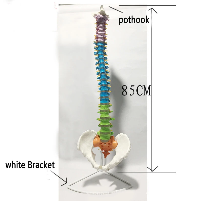 85 см человеческий Размер жизни цвет Дидактическая модель позвоночника, позвоночник/модели позвонков Медицинские Учебные принадлежности
