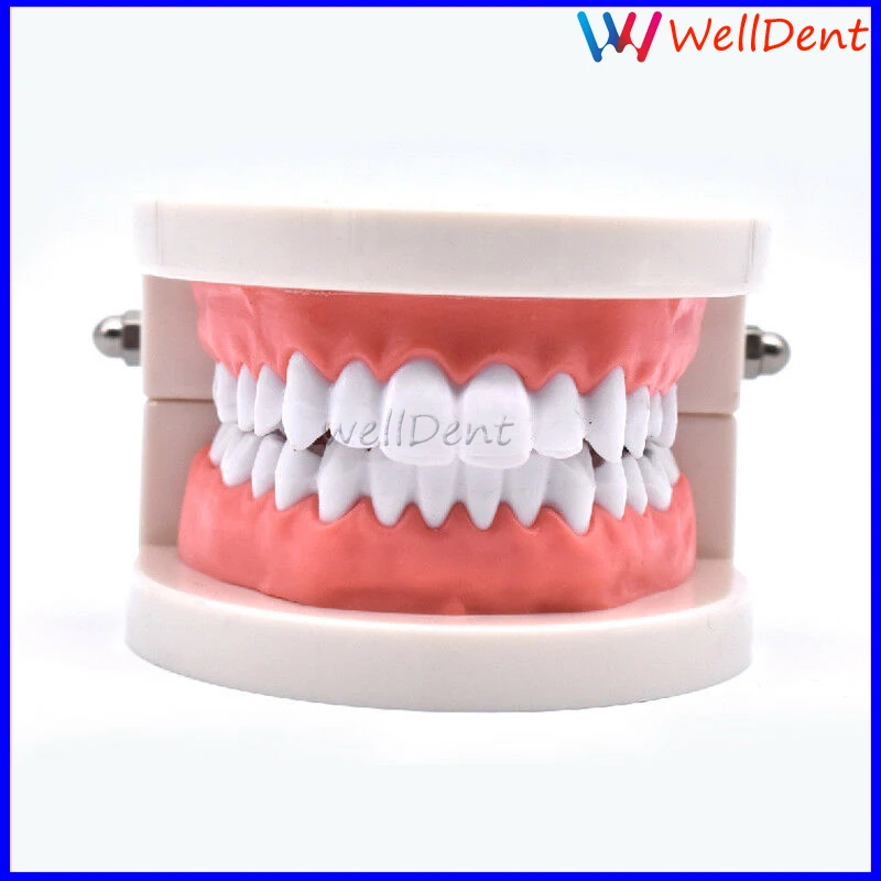 Dental-Study-Teaching-Teeth-Model-Caries-Tooth-Care-_57