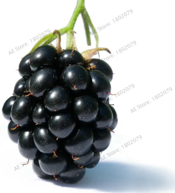 Большая Акция! 200Heirloom Blackberry бонсай Сладкая черная ягода гигантская ежевика Тройная Корона Blackberry Черный тутовидный сад