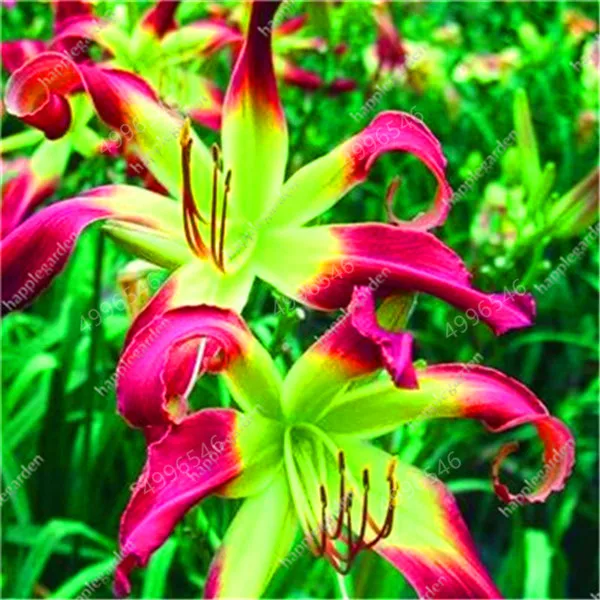 Sales-Large-Bonsai-Lilium-Flower-200-Pcs-Colorful-Lily-flower-Not-Lily-Bulbs-Rare-Plants-Potted.jpg_640x640 (2)