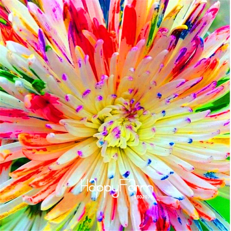 

Lowest Price! 100 Pieces/Bag Rainbow watercolor Chrysanthemum Natural DIY Garden Flower Bonsai