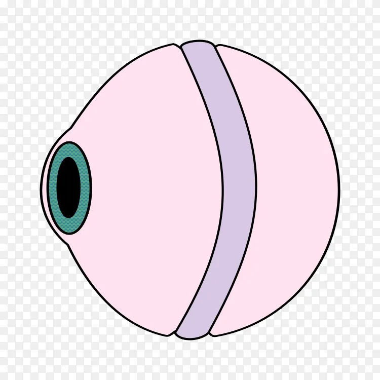 眼巩膜视网膜脱离无角膜扣带png图片素材免费下载 图片编号 Png素材网