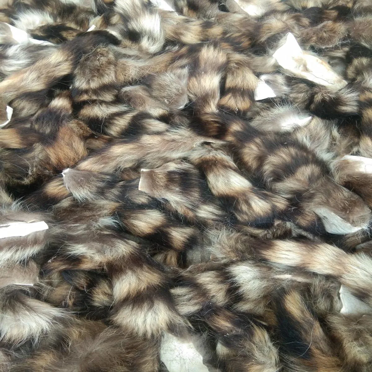 XL Tanned Raccoon Tail/Crafts/Real USA Fur Tail/Harley parts/Coon Tails/Cat Toys 