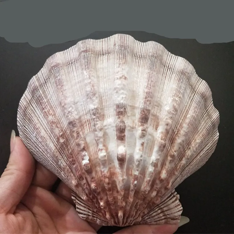 Бусина из морской ракушки для украшений природный Коралл декор берега