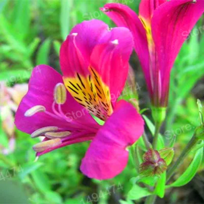 200pcs/bag Alstroemeria Plants mix Peruvian Lily Plantas Princess lily colorful flower gardenling lily bonsai flower Plante home - Цвет: Цвет: желтый