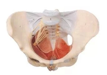 Human Skeletal Model Woman Pelvis Pelvic Floor Muscle 50 Signs 21*30*22 PVC Nerve Entrails Girdle Neural |