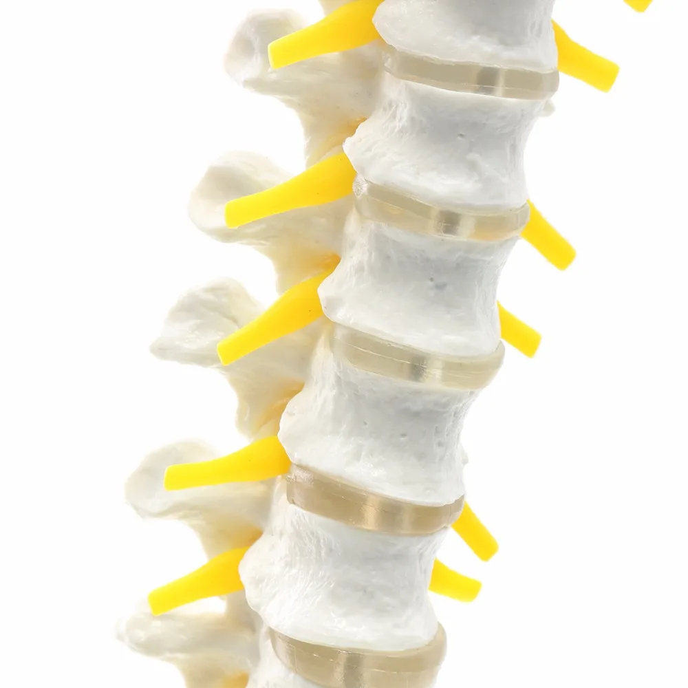 Professional-Human-Spine-Model-Flexible-Medical-Anatomical-Chiropractic-W-Stand (3)