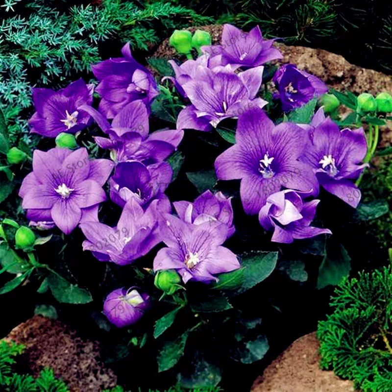 105 шт./уп. Campanulaceae Цветочный бонсай, редкие ограниченной горшечные растения для дома и сада, внутреннего и наружного использования легко растить