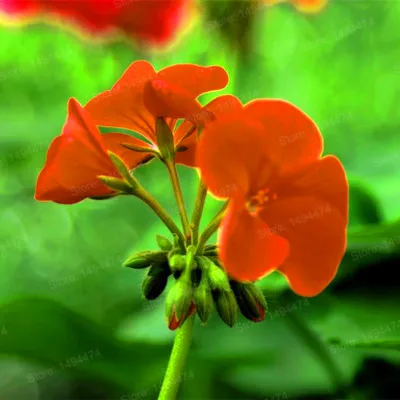 Сливовый 200 шт./пакет герани flores и изображениями красочного цветка растения Многолетние Цветочные Плант пеларгония плющелистная карликовые деревья Бонсай завод солнечной энергии для домашнего ga - Цвет: Сливовый