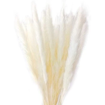 

HOT SALE 60 Stems Natural Dry Flowers Small Pampas Grass, Phragmites Communis, Dried Flowers Bouquet for Wedding Floral