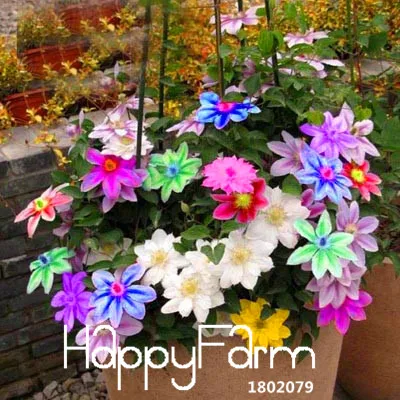 Big Sale!Bonsai Clematis Bulbs Wire Lotus Plant Garden Multicolor Clematis Climbing plants Plantas 50 Particles,#60GXP9
