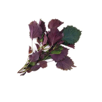 

Plant Flowers Bath Salts Perilla frutescens crispa Vegetables Essence 100Pcs XZZ-163