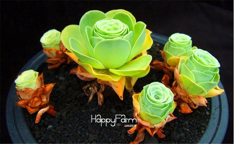 Распродажа! 100 шт мешок домашний сад растение Sempervivum смесь суккулентные растения Редкие цветы садовые цветы карликовое дерево для комнаты,# ZJHJIR