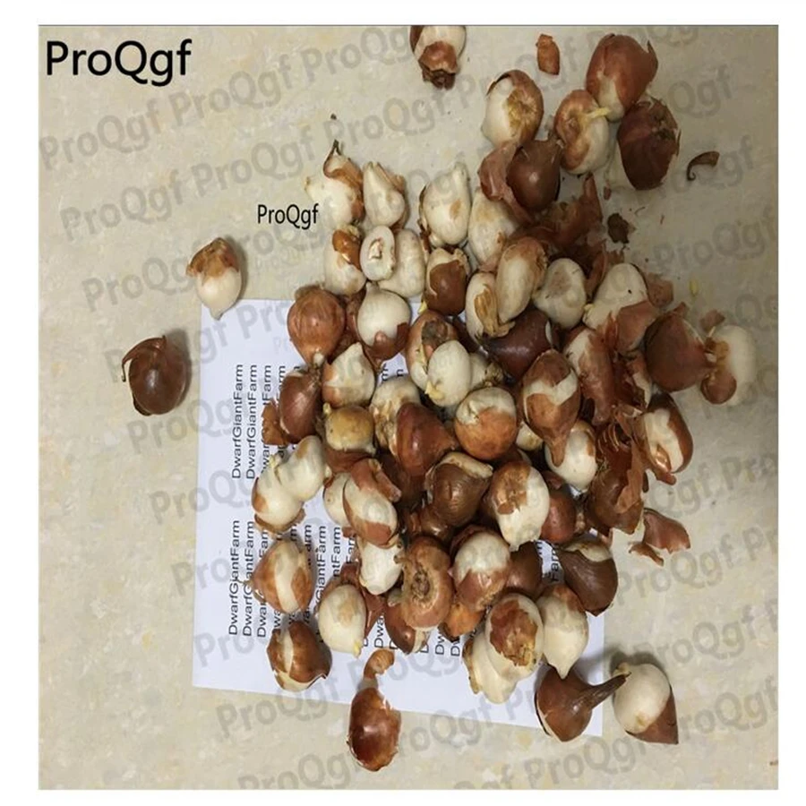 

Ngryise 30Pcs A Set Tulip Flower Bulb