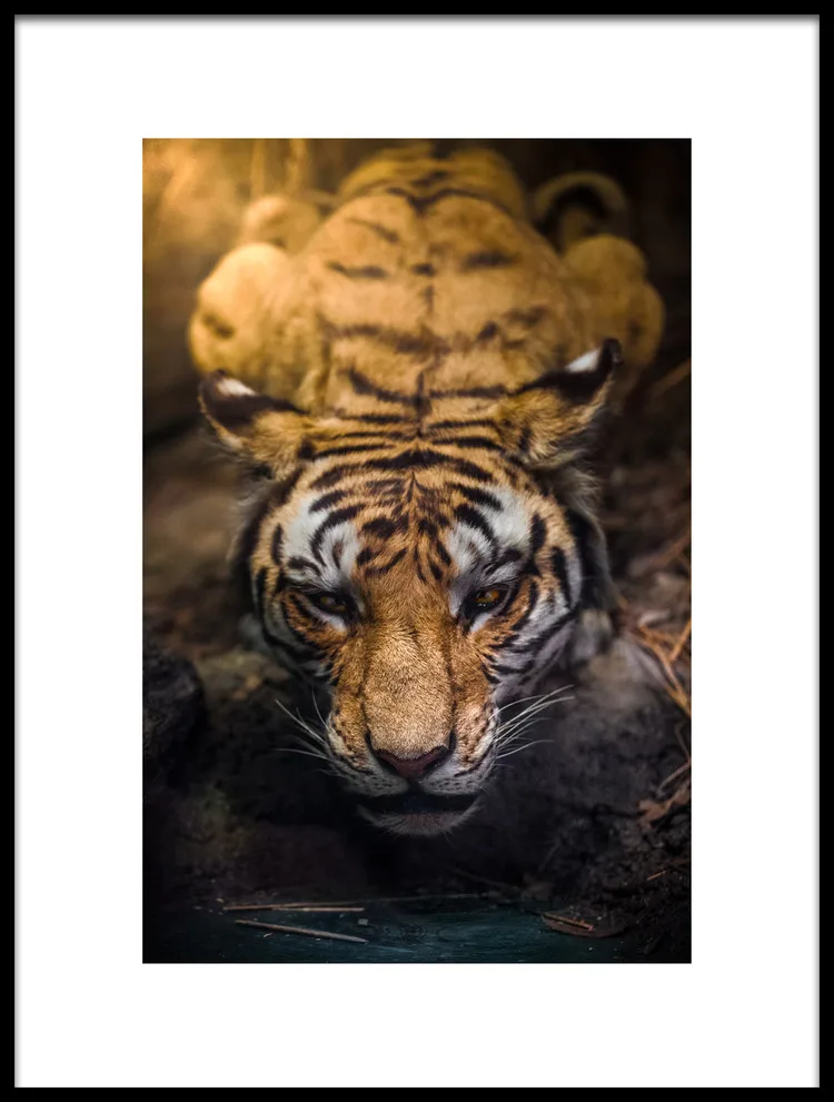 Три намоток tiger с Черный и белый цвета Африка животное масло холст спандекса