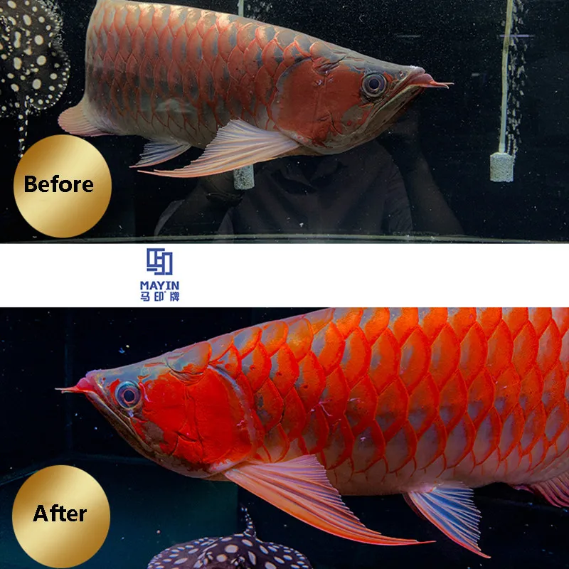 キ*ン様 Arowana Magical Light Series S517fb80db3ce4aaf8bb20ba57bbf6