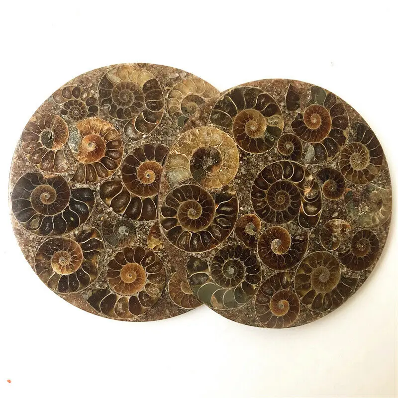 Прямая 1 шт. 10 см аммонит Fossil Slice Plate Natura Shell Мадагаскар Fossil образец драгоценные камни натуральный