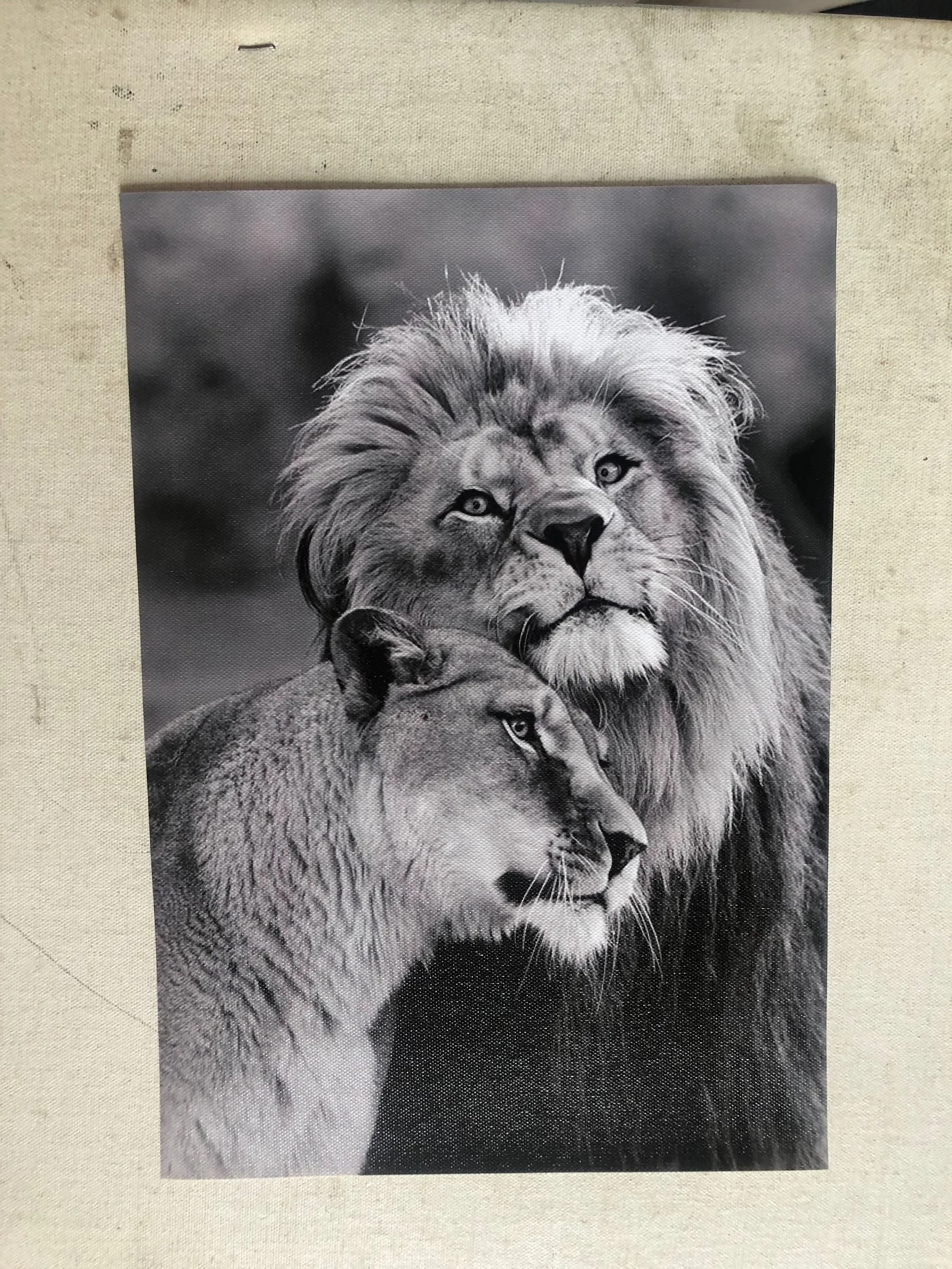 Large XXL print Black and white lions - wild animals with expressive lines on a dark background