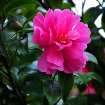 

Plant Flower Bath Salts Precious Camellia Essence 200Pcs XZZ-209