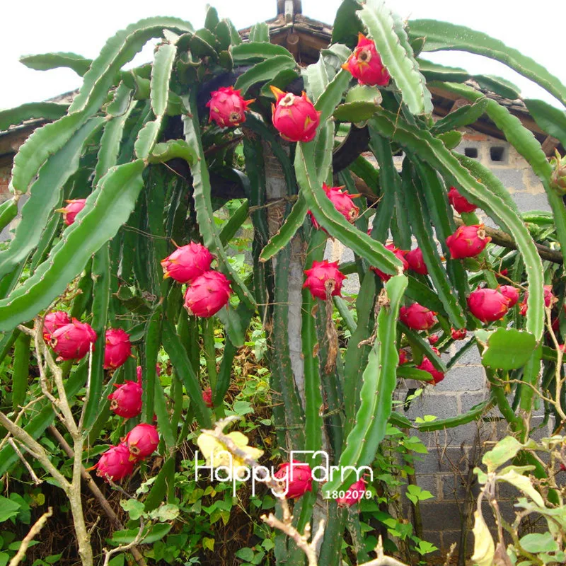 New!Sweet Pitaya Bonsai Tree Plants Dragon Fruit garden Pitaya flores Non-gmo Hylocereus Fruit, 100 plantas/Pack,#EV242E