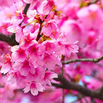 15 шт./пакет, редкие Sakura flores, Вишневое дерево растения, в японском стиле, большая сорта бонсай растения для дома и сада - Цвет: 18