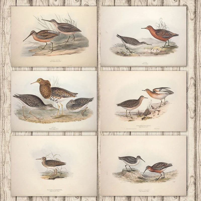 Узел Ruff Buff Breasted Tringa Sandpiper Европейская птица холст живопись винтажная
