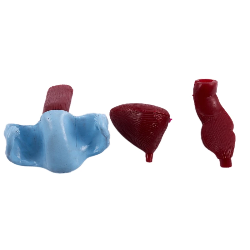 

Female Pelvis and Reproductive Organs Model Female Bladder Pelvic Floor Muscle Rehabilitation Medical Anatomical Model
