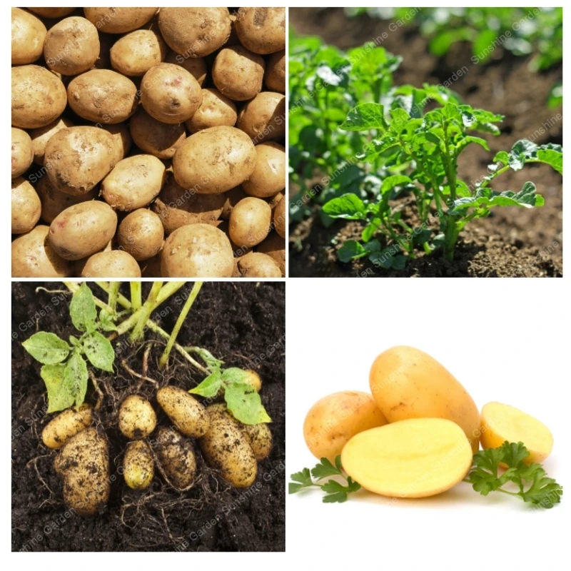 

100pcs/bag Giant Potato Bonsai Plants Healthy Food Perennials Anti-Wrinkle Planting Vegetables Home Garden Free Shipping
