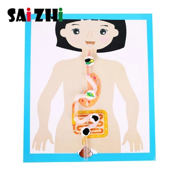 

Saizhi Science Toys Diy Model Toy Human Digestion Process Science Puzzle Developing Intelligent STEM Toys Birthday Gifts