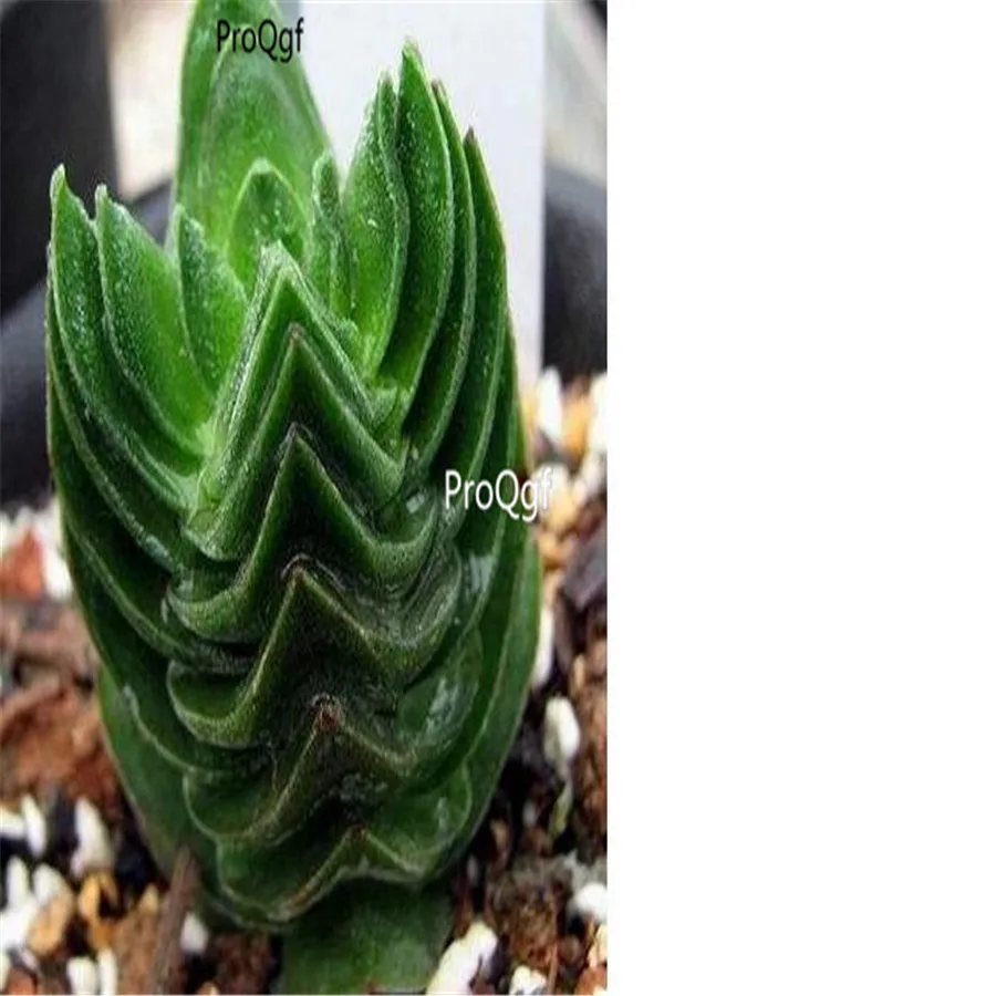 Ngryise 5 шт. набор Crassula Будда храма