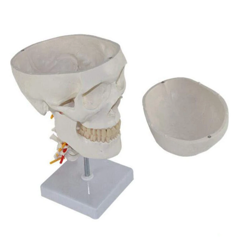 Human Skull with Cervical Spine Medical Science Teaching Resources