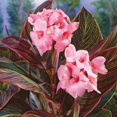 50 шт. свежий настоящий цветок Canna indica OoSementes - Цвет: 6