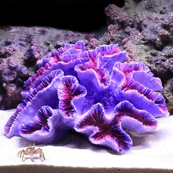 Enhanced Artificial Resin Coral Reef Aquarium Decor - 2023 Edition (As Picture 02)